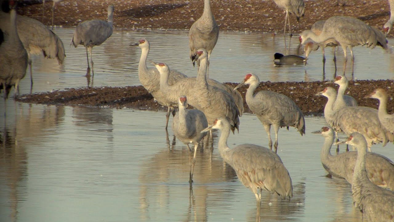 Live Sandhill Crane Web Cam