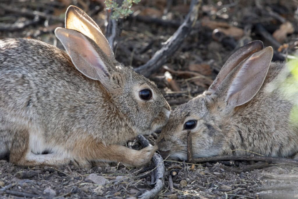 Why Tucson’s Sweetwater Wetlands Is The Best Wildlife Spot No One Talks About 5 bunny nose to nose