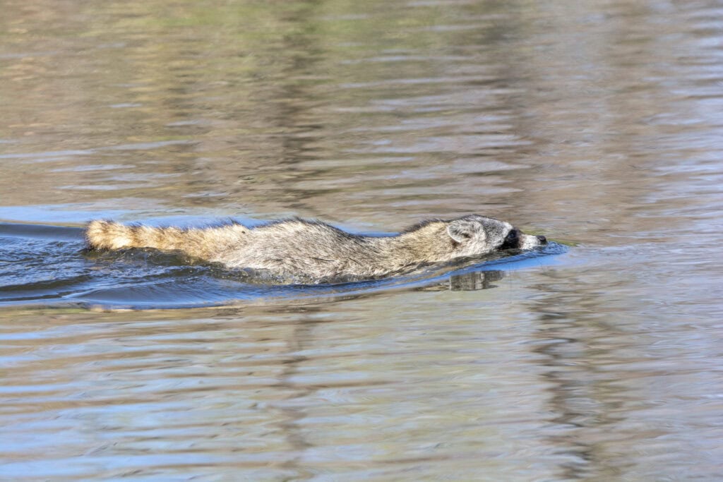 Why Tucson’s Sweetwater Wetlands Is The Best Wildlife Spot No One Talks About 4 swimming dumpster puppy