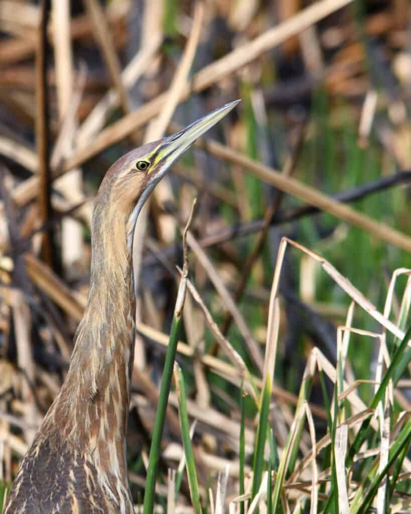 Why Tucson’s Sweetwater Wetlands Is The Best Wildlife Spot No One Talks About 7 american bittern tucson