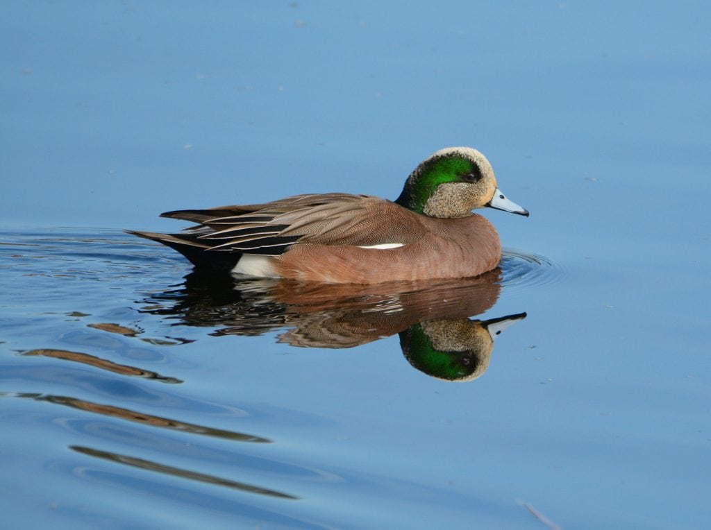 Why Tucson’s Sweetwater Wetlands Is The Best Wildlife Spot No One Talks About 6 derk