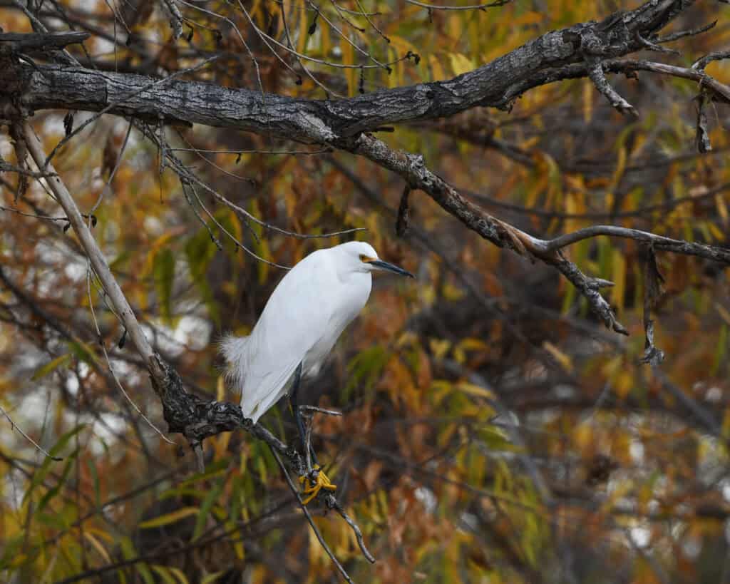 Why Tucson’s Sweetwater Wetlands Is The Best Wildlife Spot No One Talks About 3 egret