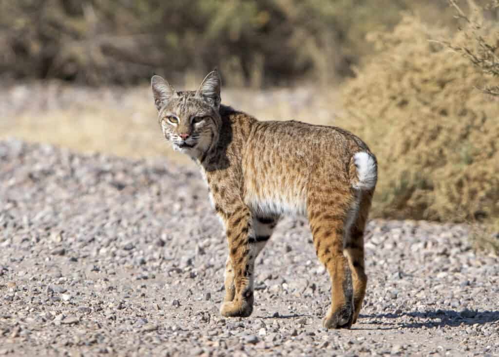 Why Tucson’s Sweetwater Wetlands Is The Best Wildlife Spot No One Talks About 8 sweetwater wetlands bobcat