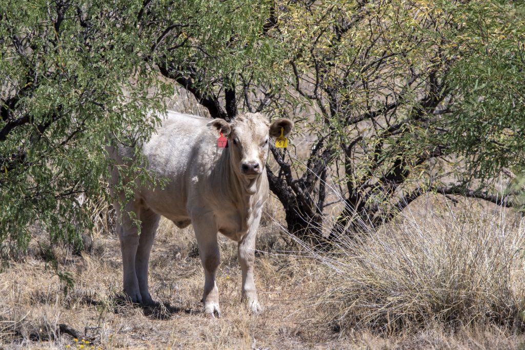 Hidden Grasslands Near Tucson? Why Las Cienegas Is Worth A Visit. 7 cow number 87