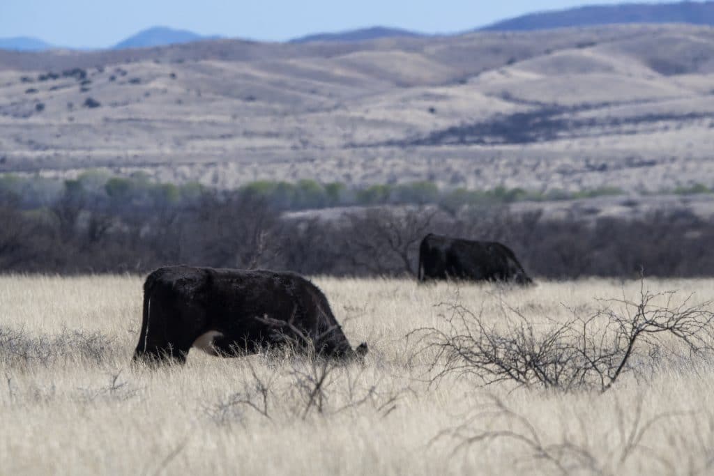 Hidden Grasslands Near Tucson? Why Las Cienegas Is Worth A Visit. 3 grazing cattle