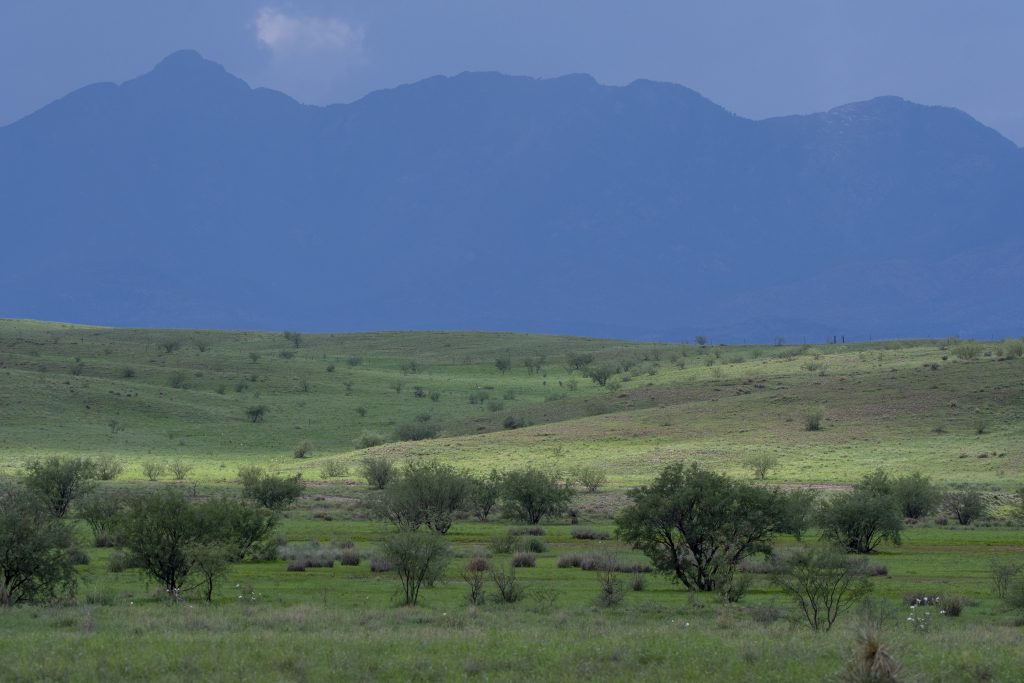 Hidden Grasslands Near Tucson? Why Las Cienegas Is Worth A Visit. 8 green grass shadows