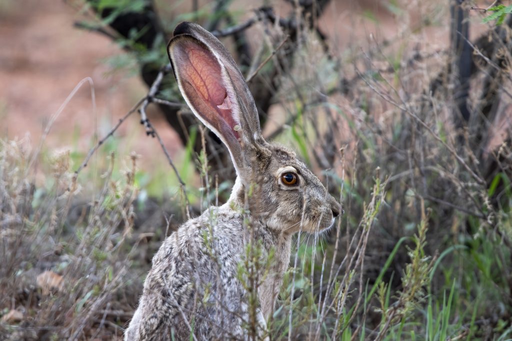 Hidden Grasslands Near Tucson? Why Las Cienegas Is Worth A Visit. 10 jack rabbit face