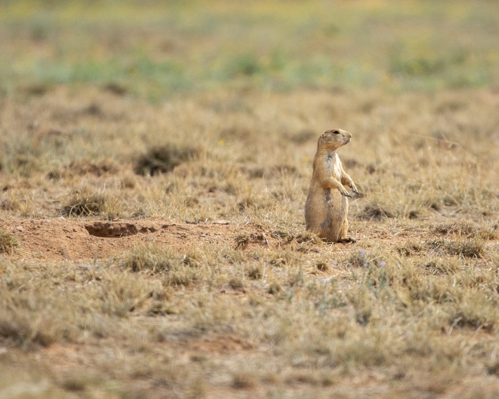 Hidden Grasslands Near Tucson? Why Las Cienegas Is Worth A Visit. 11 prairie dog lookout