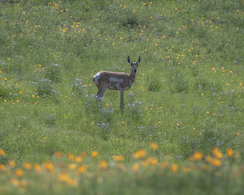 Hidden Grasslands Near Tucson? Why Las Cienegas Is Worth A Visit. 6 pronghorn wildflowers