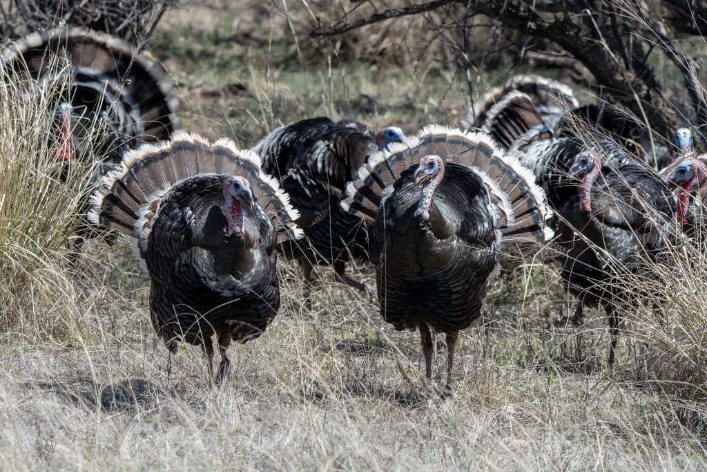 Hidden Grasslands Near Tucson? Why Las Cienegas Is Worth A Visit. 12 turkey gang