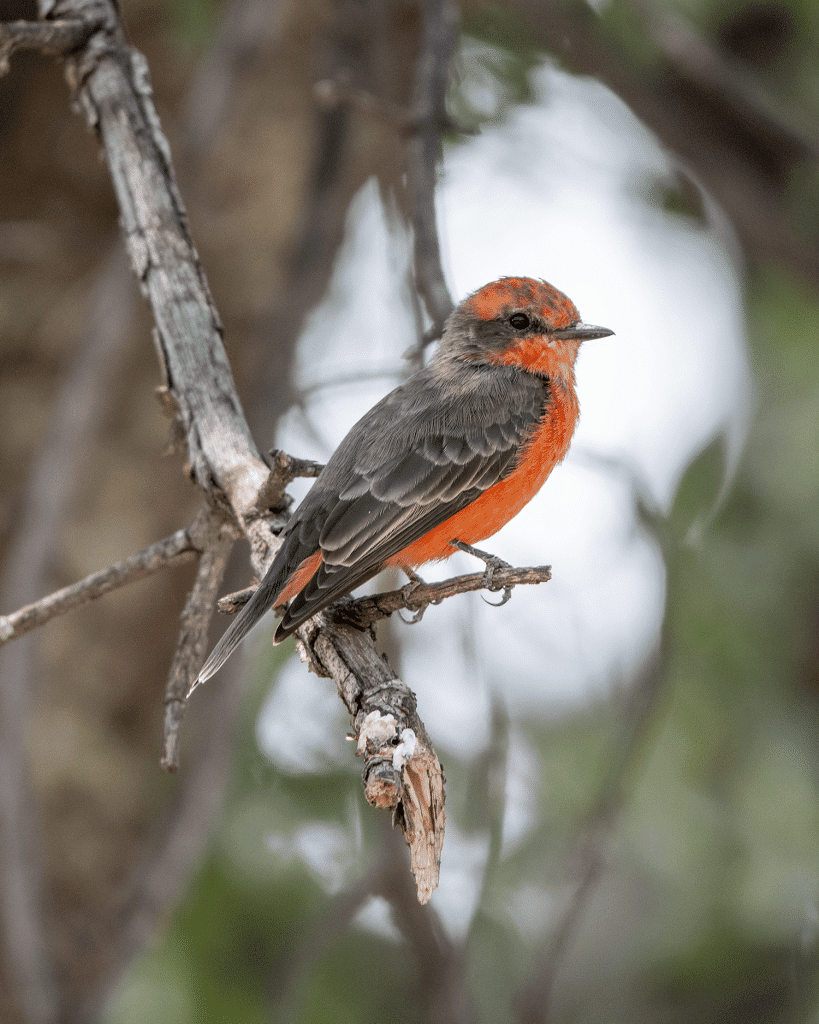 Looking For A Secluded Campsite Near Tucson? Try Gardner Canyon. 3 vermilion flycatcher gardner canyon arizona