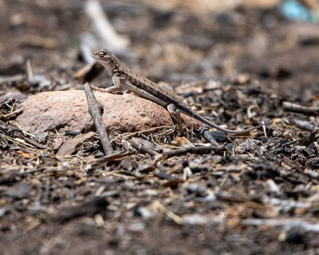 Looking For A Secluded Campsite Near Tucson? Try Gardner Canyon. 9 judgy lizard