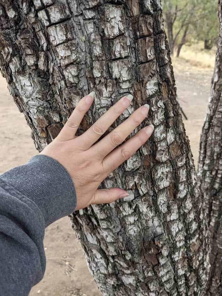 Looking For A Secluded Campsite Near Tucson? Try Gardner Canyon. 10 alligator juniper tree bark