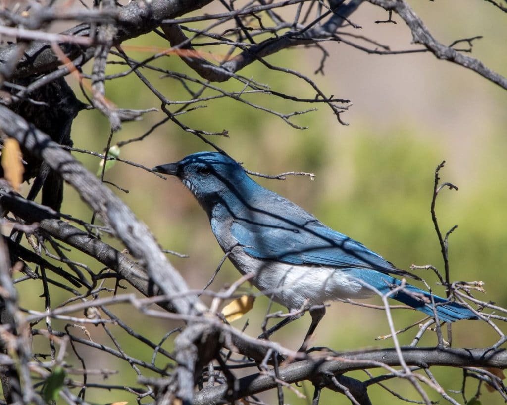 Looking For A Secluded Campsite Near Tucson? Try Gardner Canyon. 6 mexican jay gardner canyon road arizona