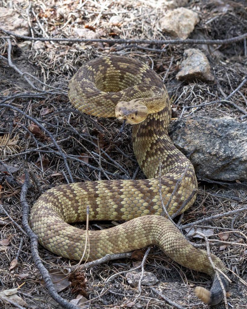 black tailed rattlesnake seen while at mount graham dispersed camping