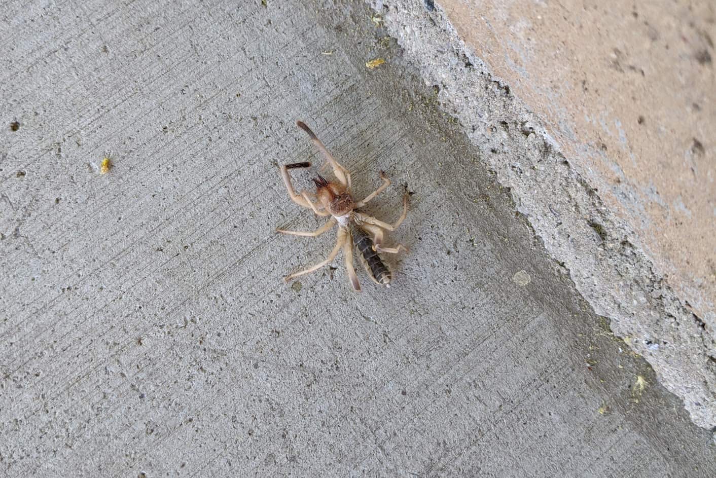 sun spider in arizona desert. rooftop tent pros and cons include staying off the ground away from critters