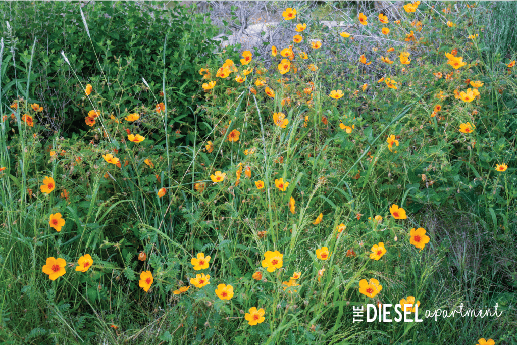 mt lemmon poppies 1