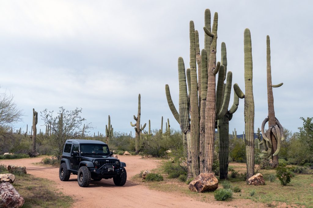 This Free Camping Area Outside Tucson Feels Like Sleeping In A National Park 11 jeep and ironwood saguaros 2