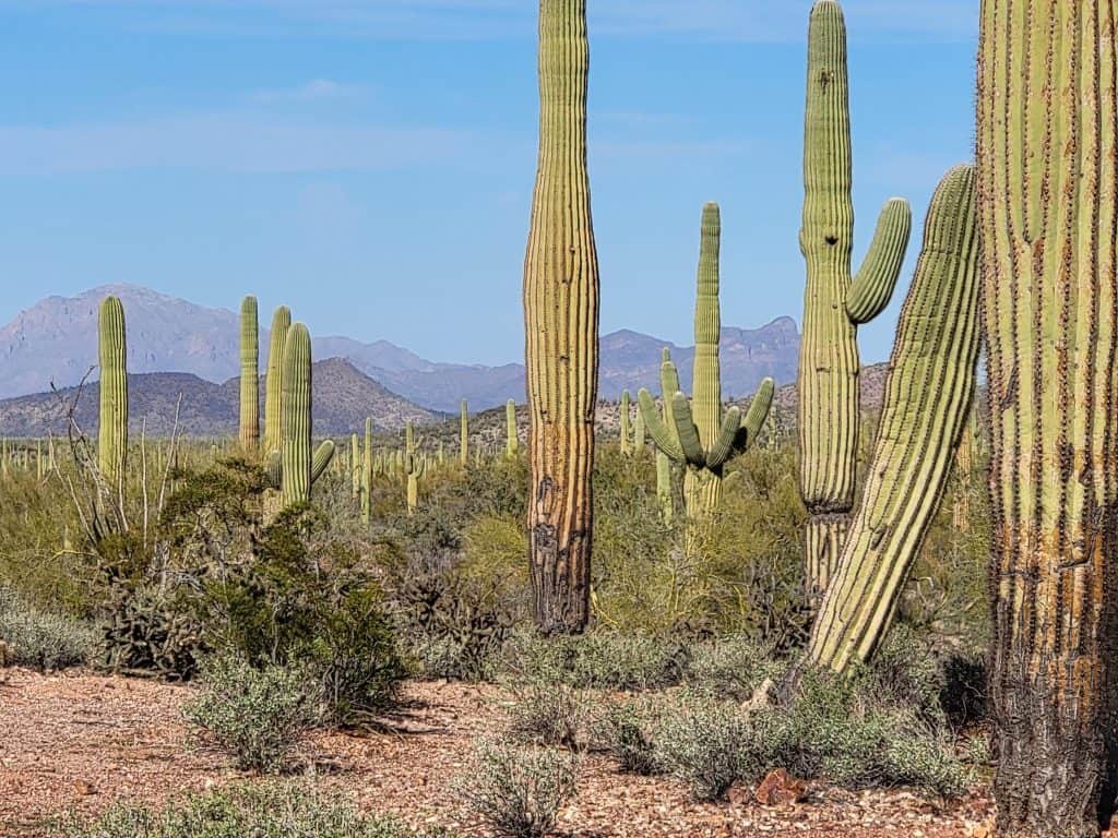 This Free Camping Area Outside Tucson Feels Like Sleeping In A National Park 2 saguaro cacti in ironwood forest national monument