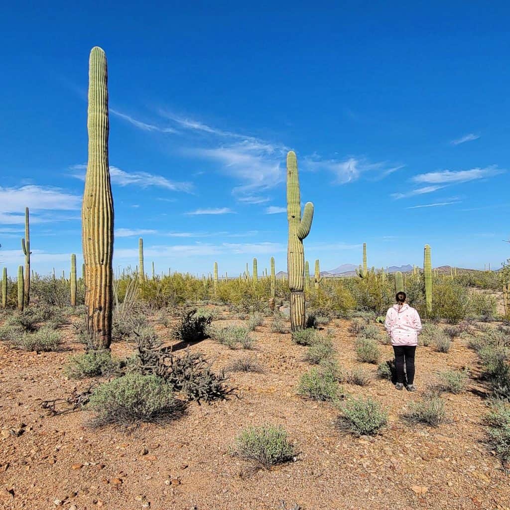 This Free Camping Area Outside Tucson Feels Like Sleeping In A National Park 5 ironwood forest national monument camping
