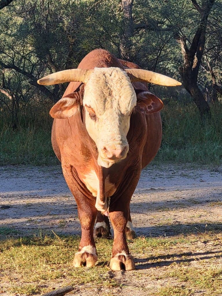 This Southern Arizona Campsite Had Everything We Wanted (And One Thing We Didn’t Expect) 4 rincon mountains cattle