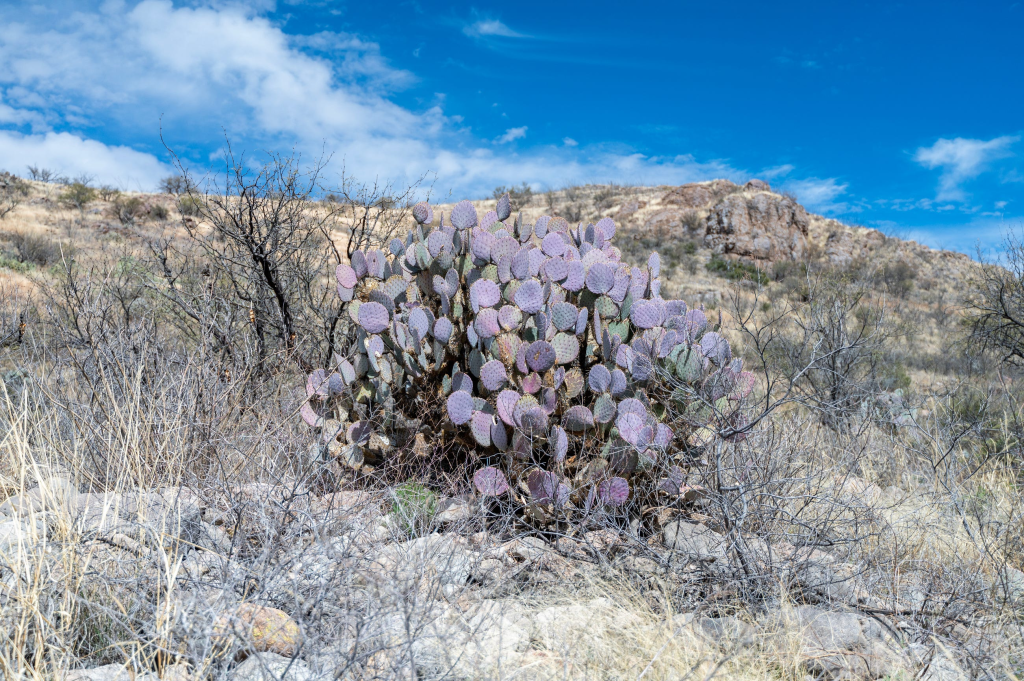 This Southern Arizona Ghost Town Was Once A Silver Boomtown (Now It’s Crumbling In The Desert) 5 image