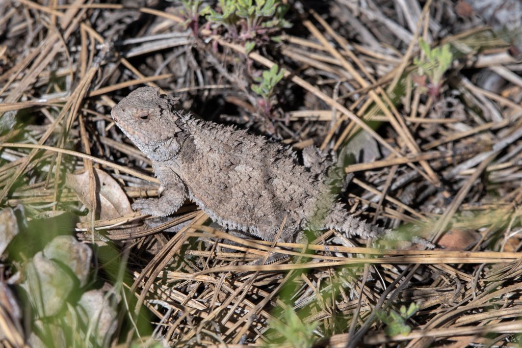 What Makes The Mogollon Rim One Of Arizona’s Best Camping Destinations 5 horny toad horned lizard 3