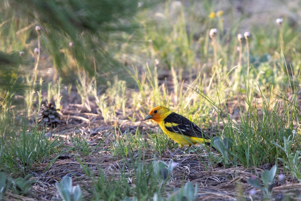 What Makes The Mogollon Rim One Of Arizona’s Best Camping Destinations 7 western tanager 2