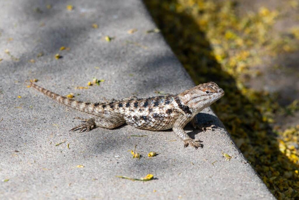 Why Tucson’s Sweetwater Wetlands Is The Best Wildlife Spot No One Talks About 10 image 10
