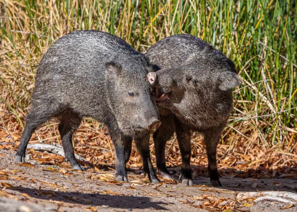 Why Tucson’s Sweetwater Wetlands Is The Best Wildlife Spot No One Talks About 9 image 11