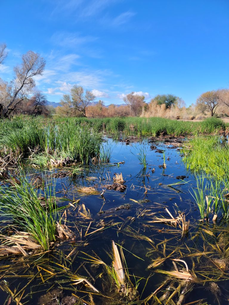 Why Tucson’s Sweetwater Wetlands Is The Best Wildlife Spot No One Talks About 2 a wetland scene at sweetwater wetlands park in tucson, arizona, with calm blue water reflecting the sky, surrounded by green reeds and dry vegetation. mountains rise in the background under a bright, cloud-dotted sky