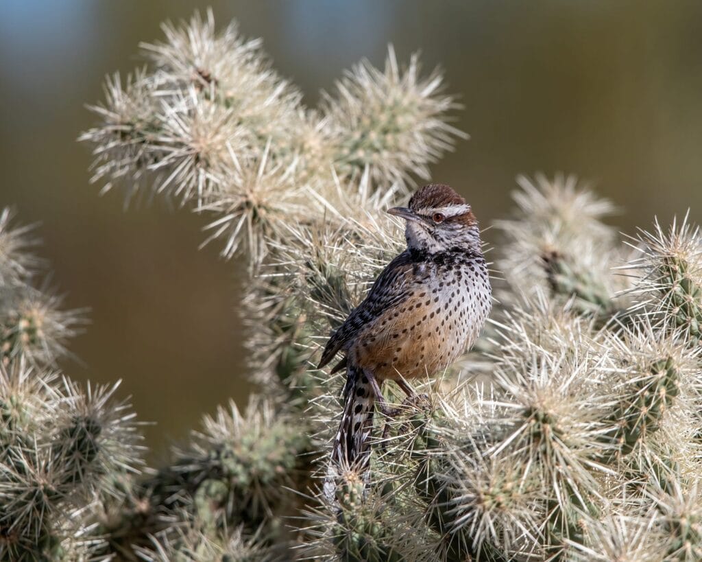 About The Diesel Apartment 11 a bird sitting on a cactus