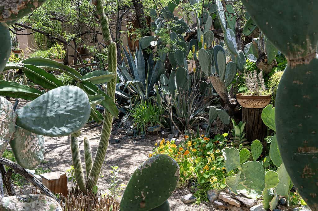 A Tucson Art Gallery That Feels As Untamed As The Desert Around It 20 degrazia courtyard cacti