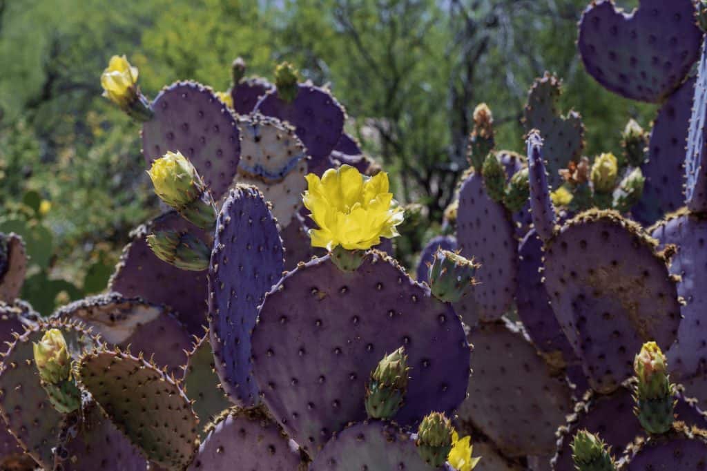 A Tucson Art Gallery That Feels As Untamed As The Desert Around It 3 degrazia purple prickly pear