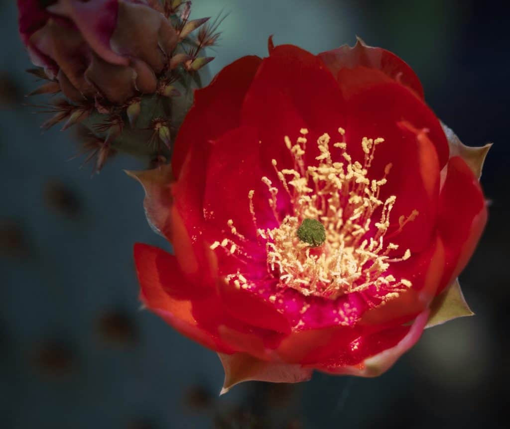 A Tucson Art Gallery That Feels As Untamed As The Desert Around It 27 prickly pear super close