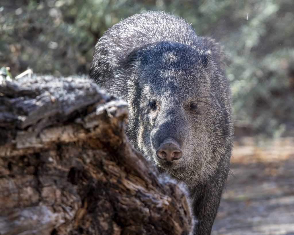 javelina staredown