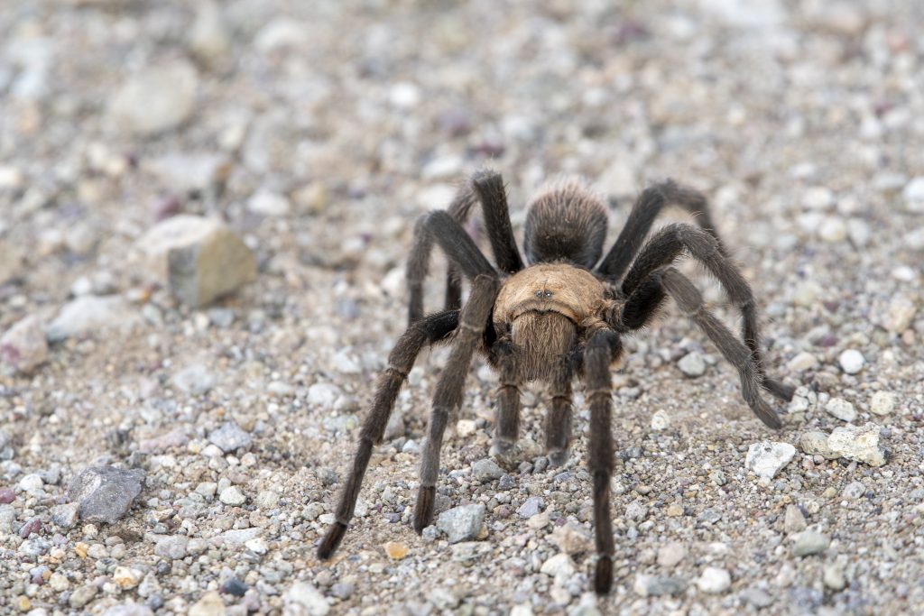 tarantula