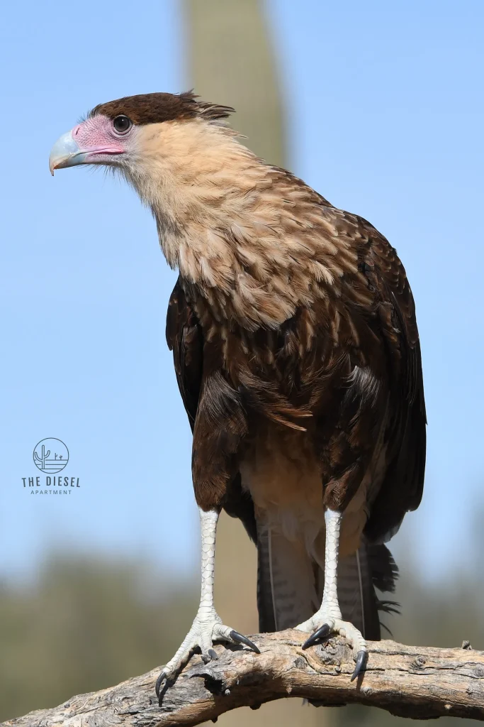 This Falcon Built A Penthouse In A Saguaro (And We Had A Front-Row Seat) 4 cosmo the caracara at the arizona sonora desert museum