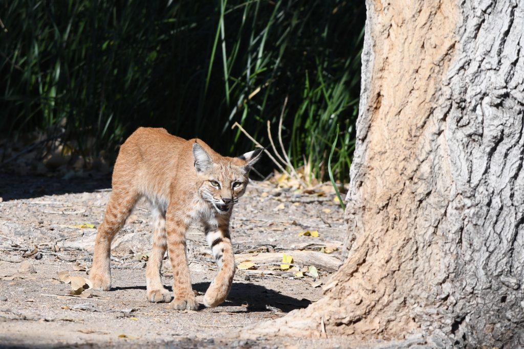 bobcat at sweetwater wetlands