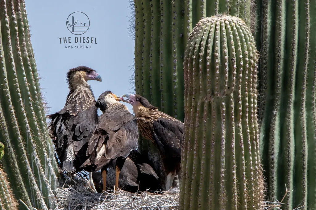 This Falcon Built A Penthouse In A Saguaro (And We Had A Front-Row Seat) 3 crested caracara feeding its chicks