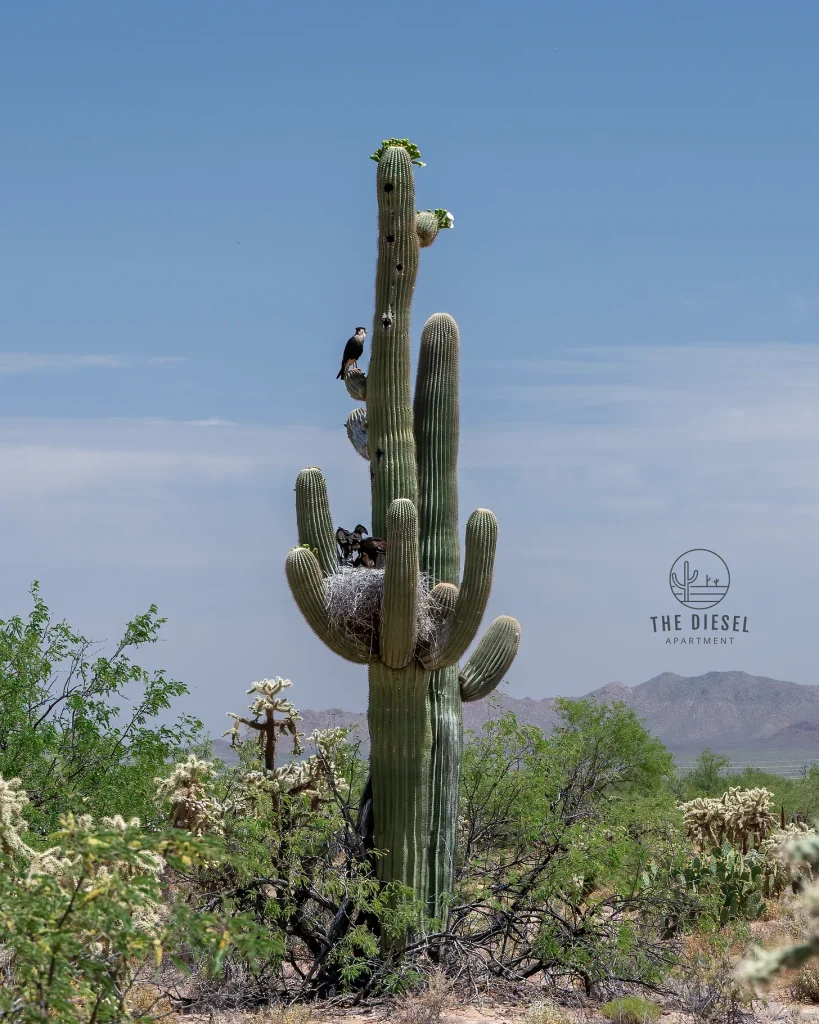 This Falcon Built A Penthouse In A Saguaro (And We Had A Front-Row Seat) 2 crested caracaras using a saguaro to nest in