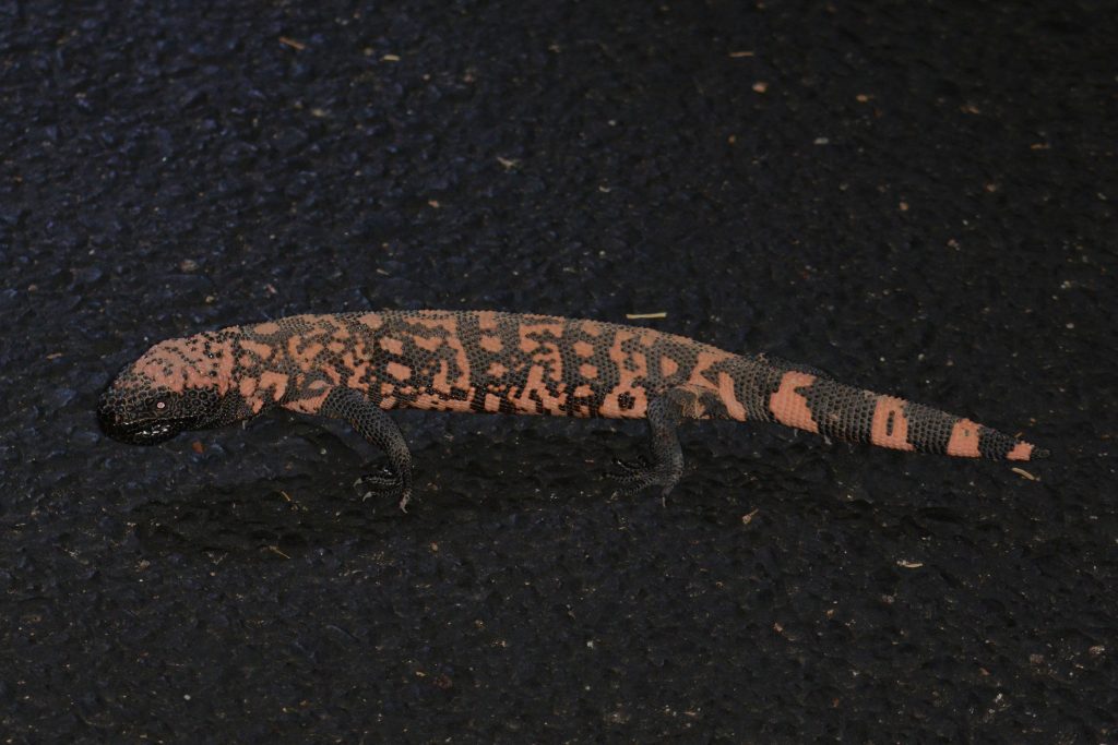 gila monster stingy spit boi
