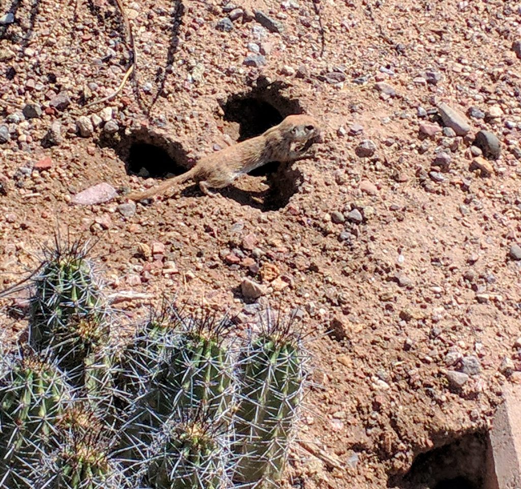 Why Mission San Xavier Del Bac Is A Must-See Tucson Destination 2 ground squirrel mission san xavier del bac