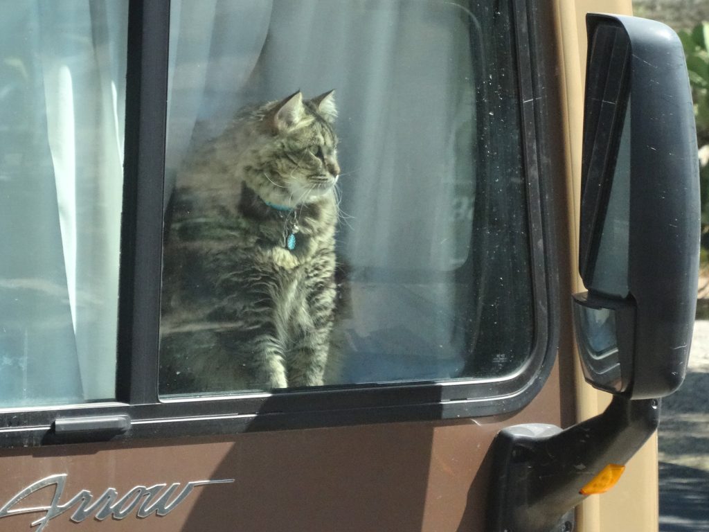 tabby cat sitting in the front window of a motorhome at an rv park, showing how pets are part of rv campground life