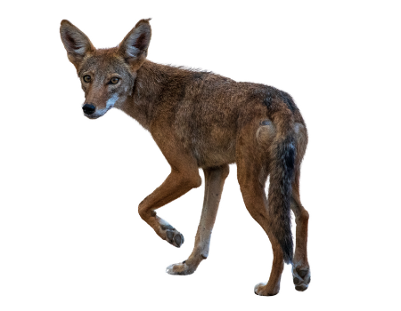 Welcome 7 coyote badge